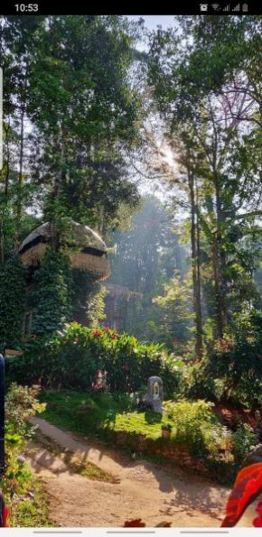 Tree Top Jungle Jive